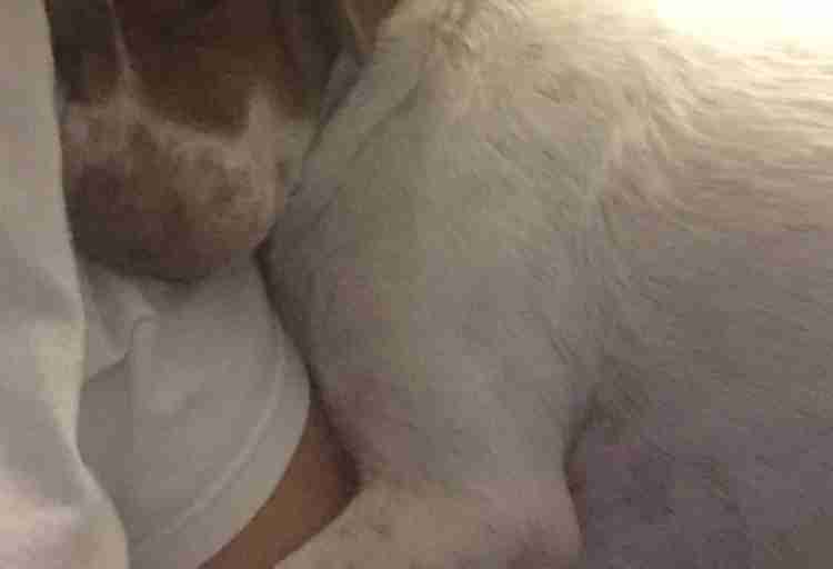 George the dog snuggles his adopter