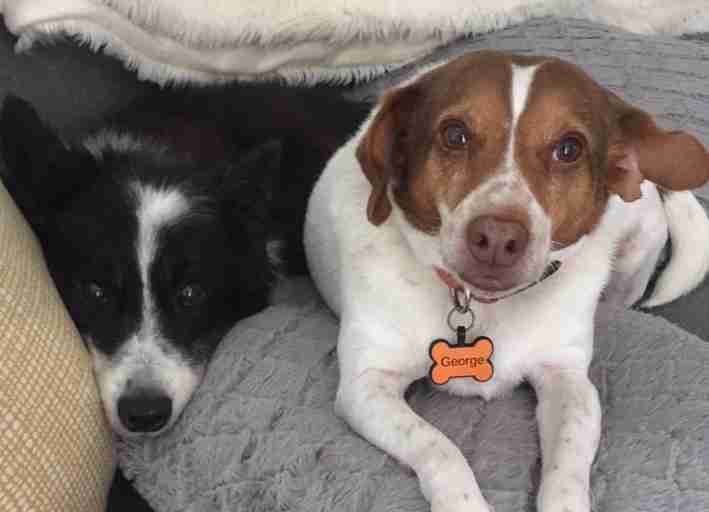 George and his corgi dog brother Jack