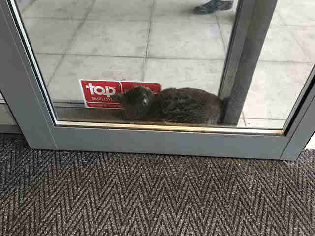 cat gets stuck in automatic door