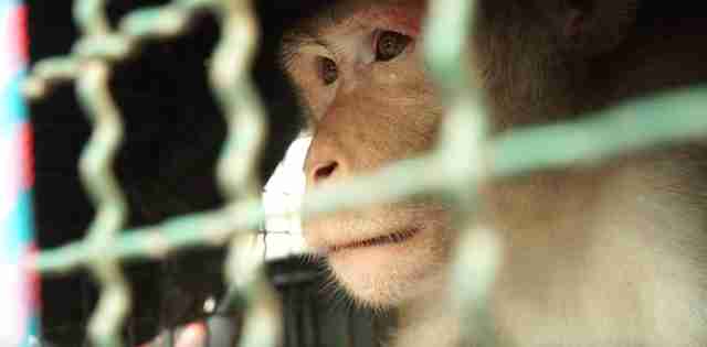 Macaque monkey looking out of cage