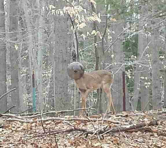 Deer with light fixture on head