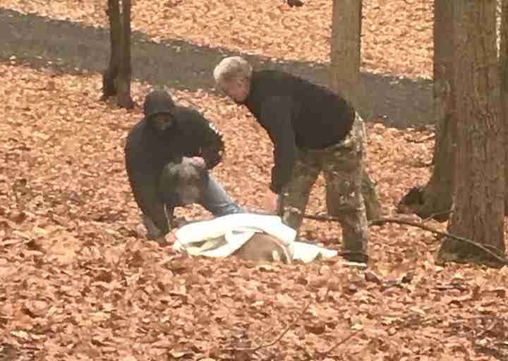 Deer is sedated by the SPCA