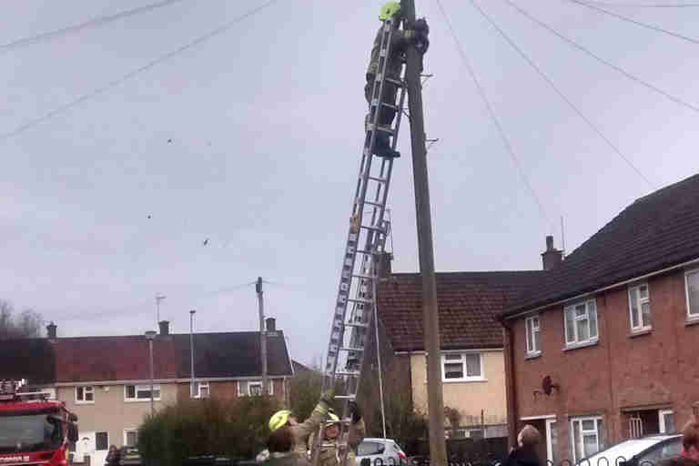 cat climbs telephone pole