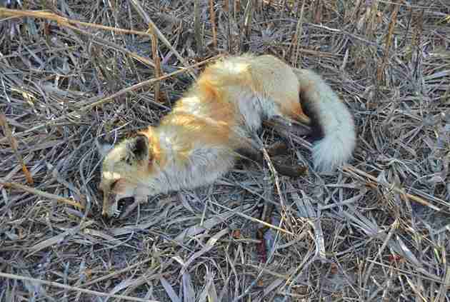 fox dead poison new jersey