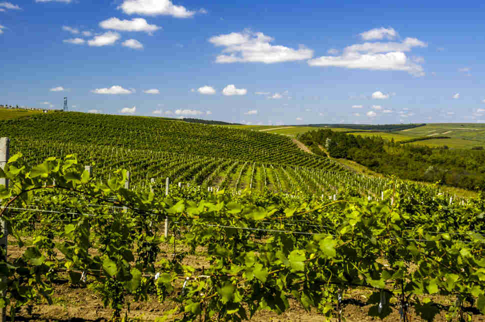 Cricova winery, Moldova