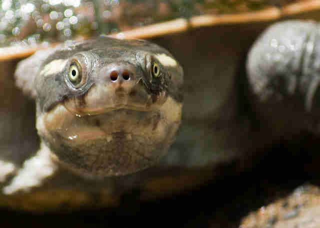 endangered mary river turtle of Queensland, Australia