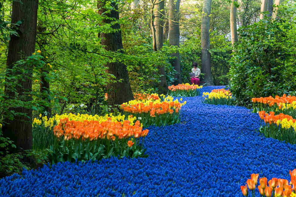 Keukenhof, Netherlands