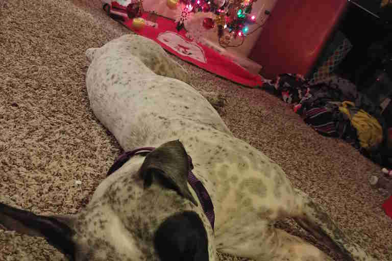 JoJo the rescue dog in front of Christmas tree