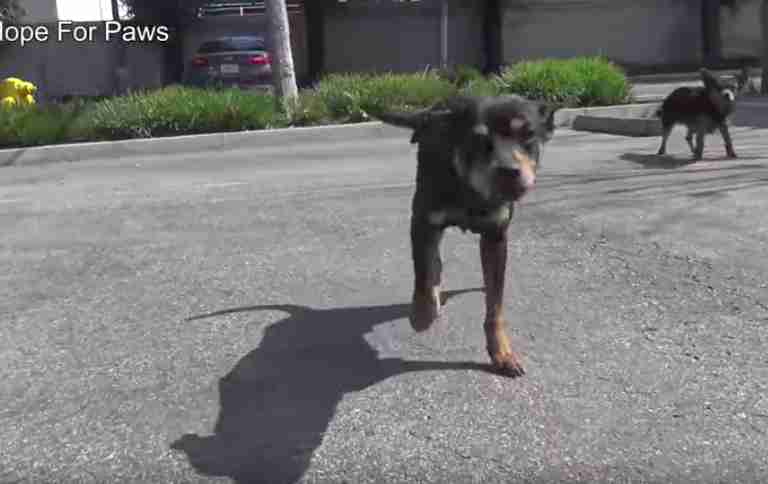 dogs rescued from streets of Los angeles