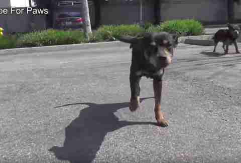 dogs rescued from streets of Los angeles