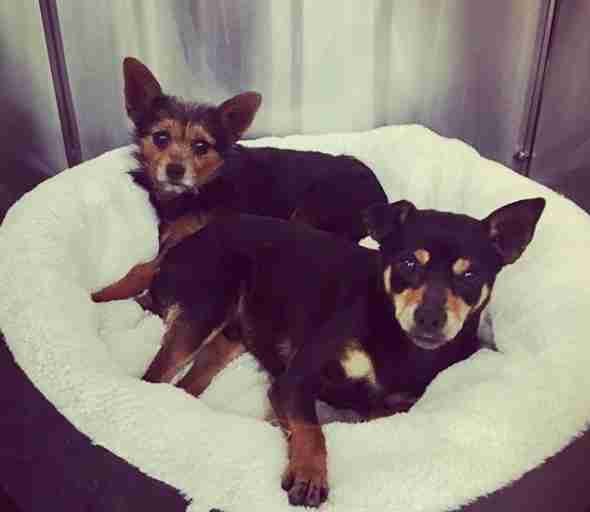 dogs rescued from the streets of Los Angeles