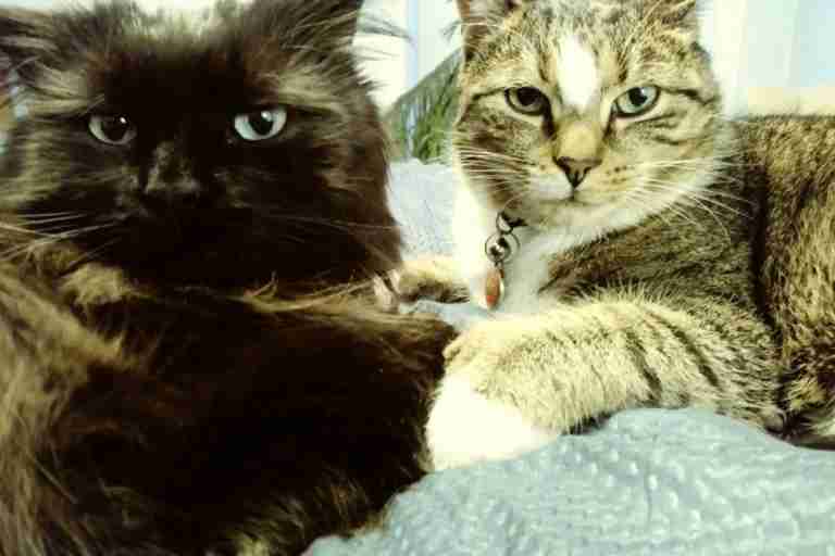 Cats Jack and Cooper in Maine