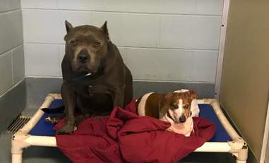 斗牛犬狗弗吉尼亚州