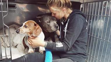 盲犬指南斗牛弗吉尼亚