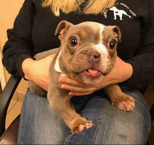 Buggy the bulldog after he was rescued from the riverbed