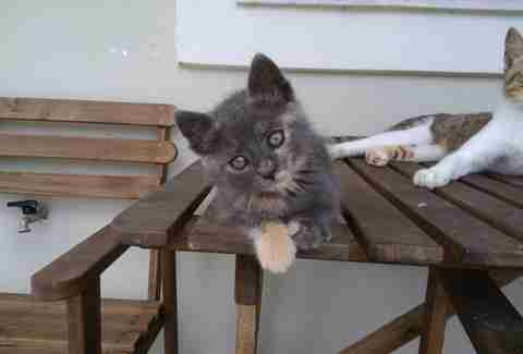 Aggie at her foster home in Zante