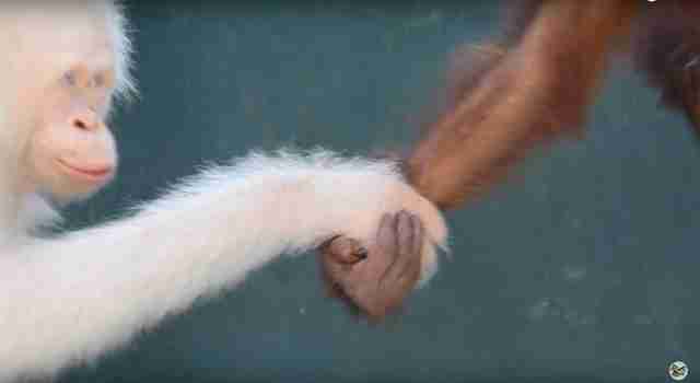 rare albino orangutan