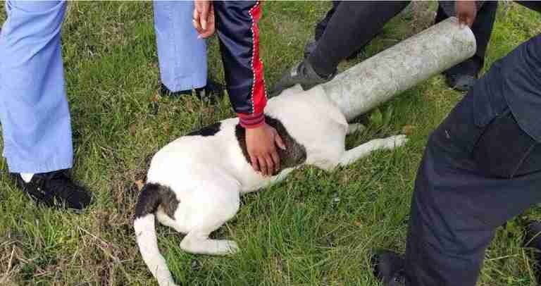 Dog with pipe stuck on head