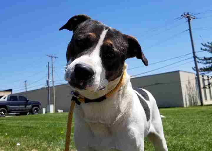 McCartney at the City of St. Louis Animal Care Center