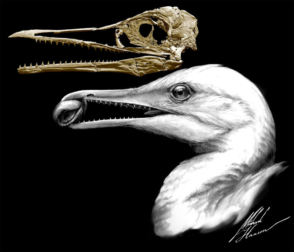 Fossil sheds light on evolutionary journey from dinosaur to bird