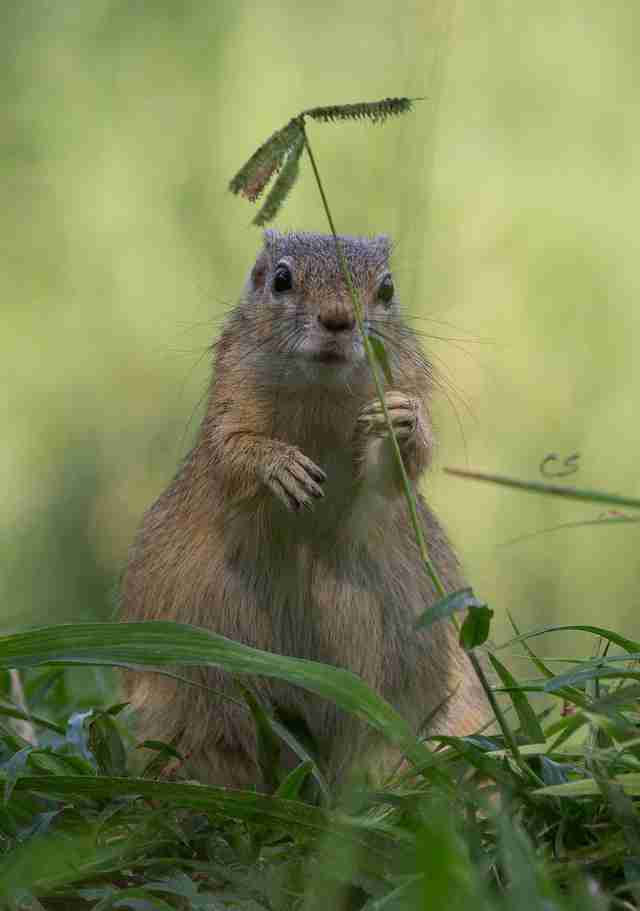 Rescued squirrel rereleased back into the wild