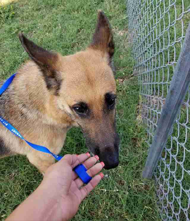 Homeless German shepherd coaxed out of woods by rescuer in Fort Worth