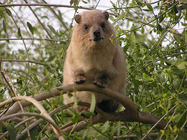A rock hyrax in Israel