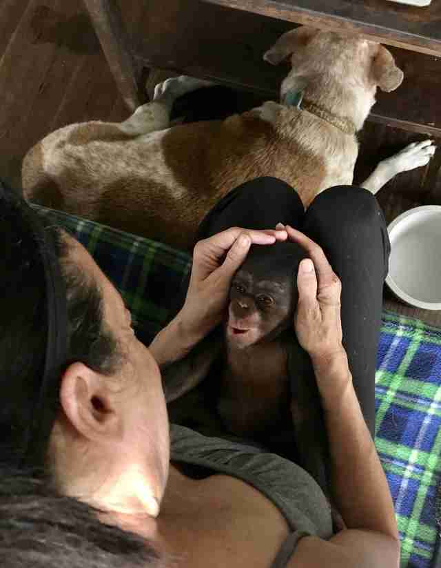Orphaned chimp saved from trafficker