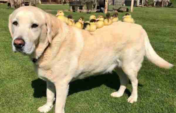 dog and his foster ducklings in England