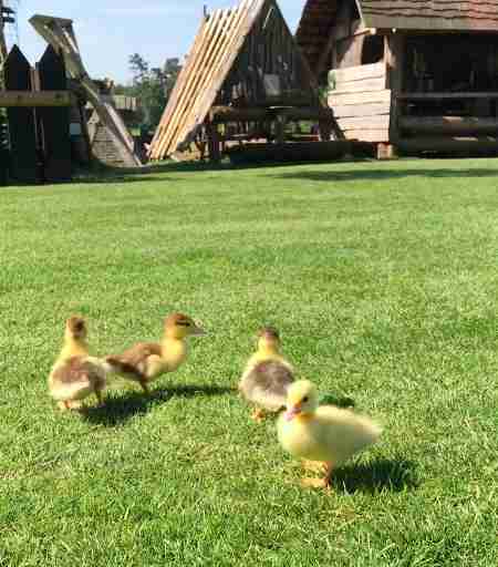 lost orphan ducklings wander around Mountfitchet Castle
