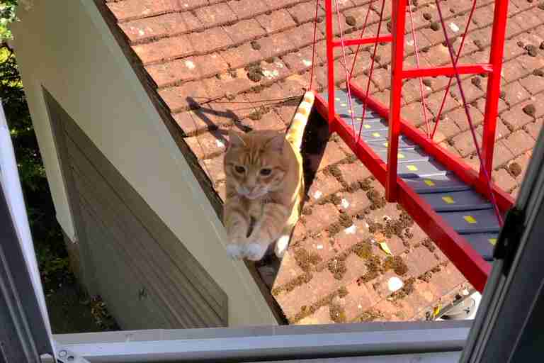 Reggie the cat ignores his bridge