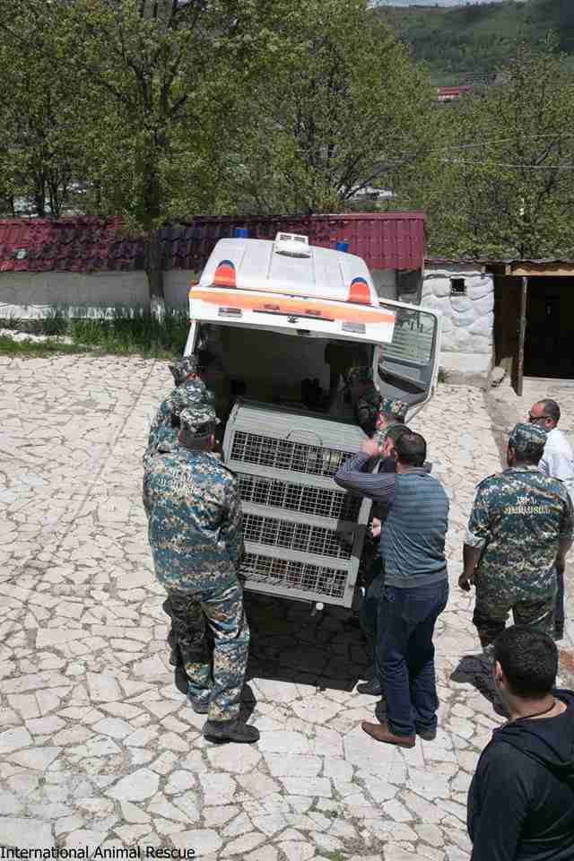 Brown bear being loaded onto a transport vehicle