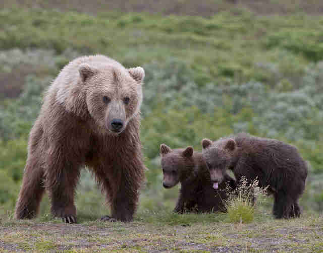 Family of brown bears in field together
