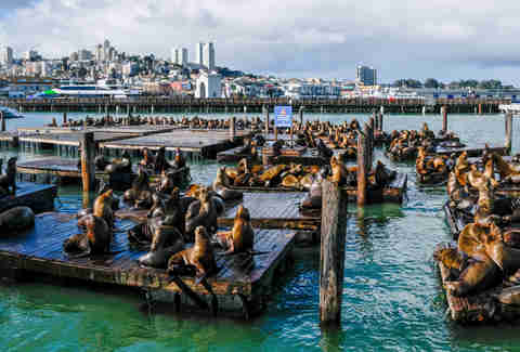 sea lions