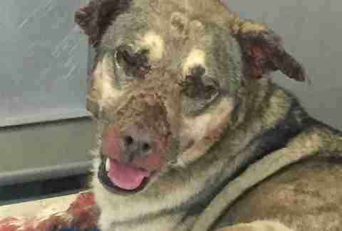 Rambo in the California animal shelter