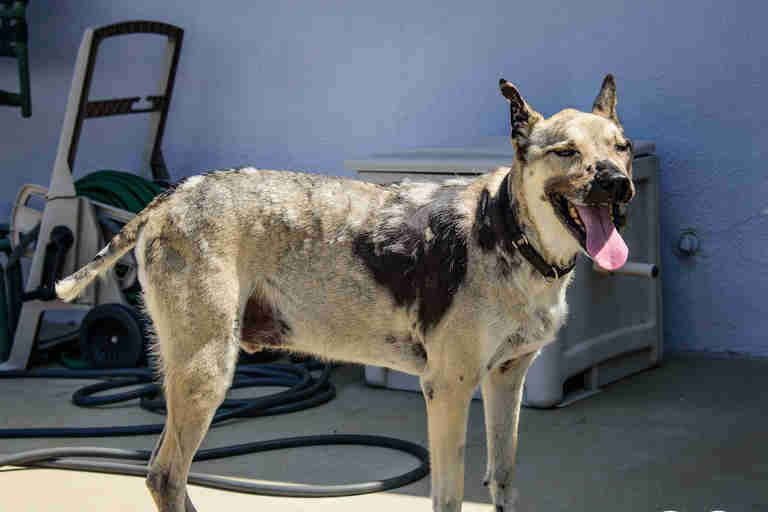 Rambo the dog in remission