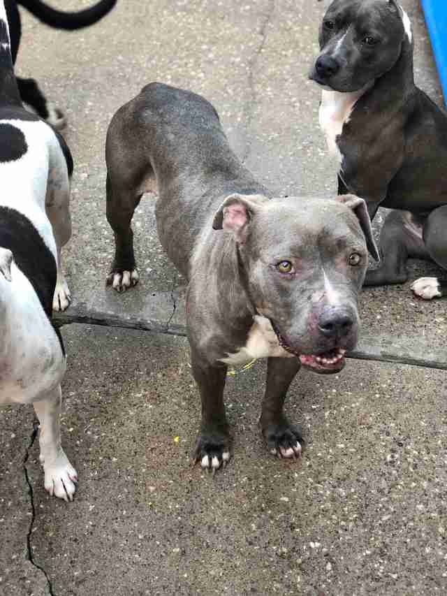 Rescued dog at doggy daycare