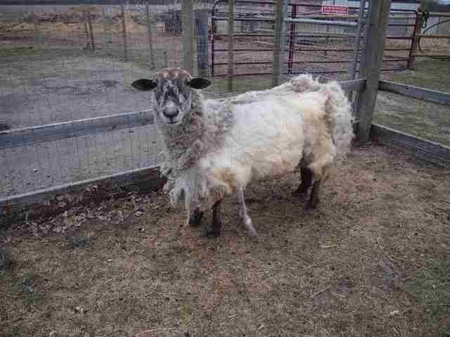 Sheep with shorn fleece