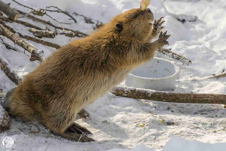 beaver in Canadian rehabilitation center