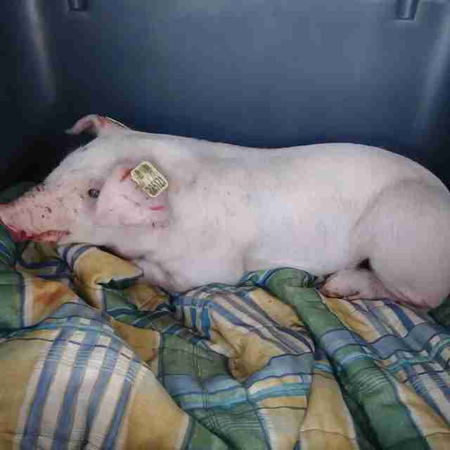Rescued piglet on blanket