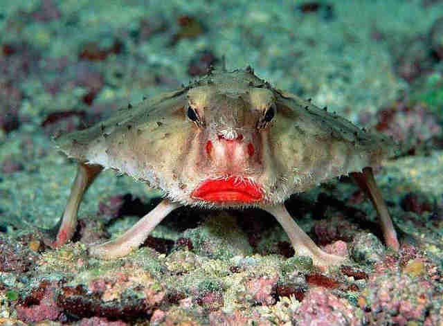 The red-lipped batfish