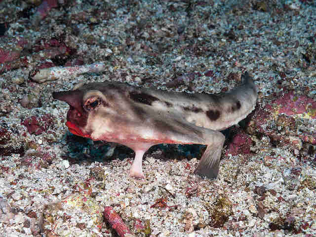 The Galapagos batfish on the ocean floor