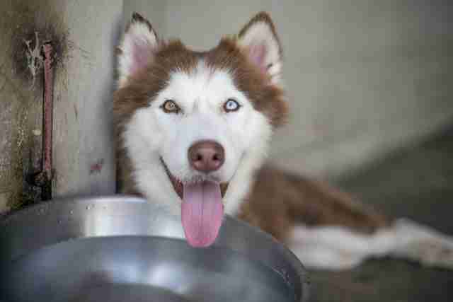 Husky smiling in kennel