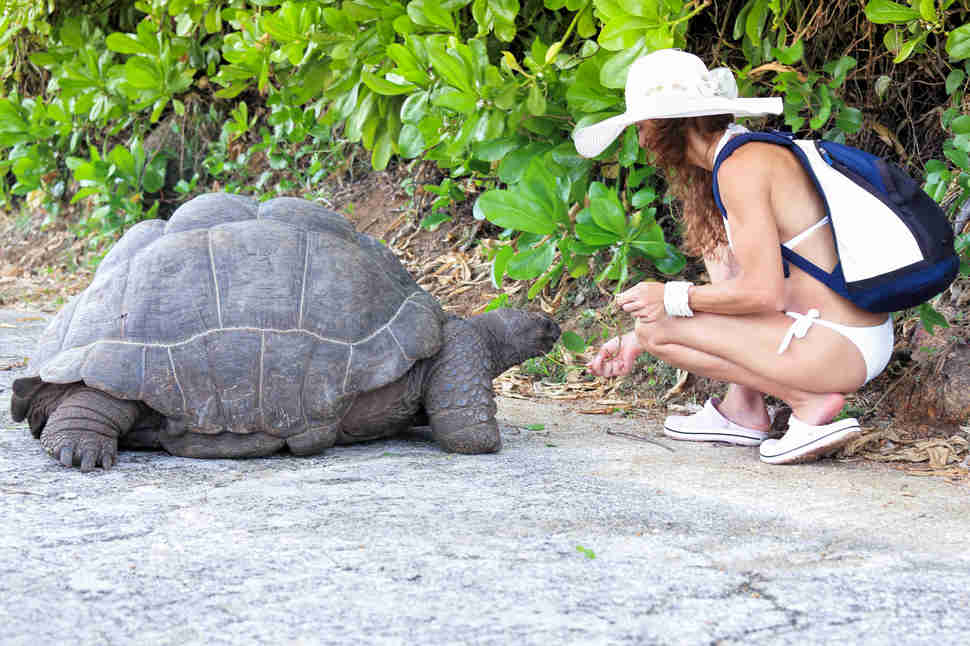 turtles