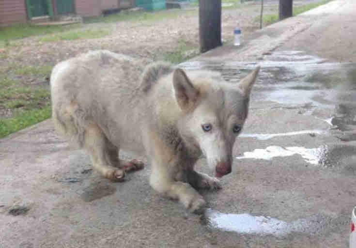 Lucky the husky crawling on the ground
