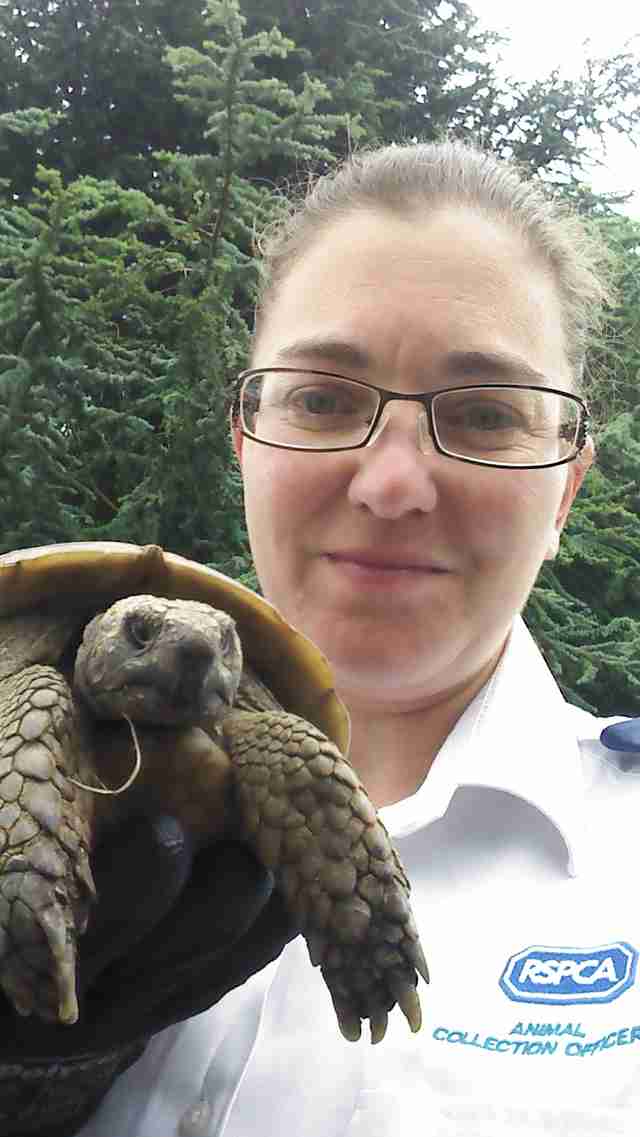 lost tortoise
