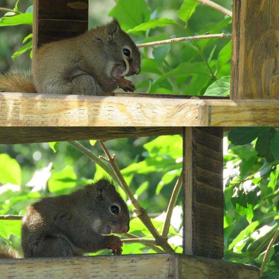 Woman Sees Squirrel With Overgrown Teeth And Knows She Has To Help