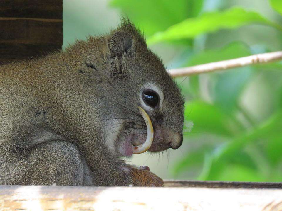 Woman Sees Squirrel With Overgrown Teeth And Knows She Has To Help