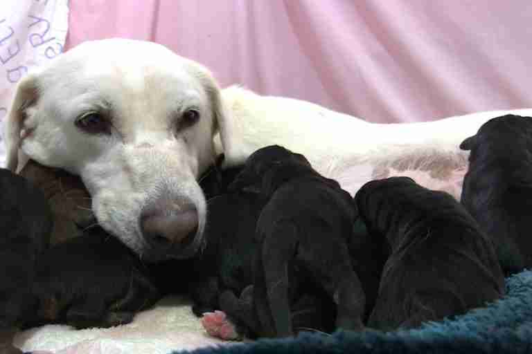 Janelle the rescue dog with her 11 puppies
