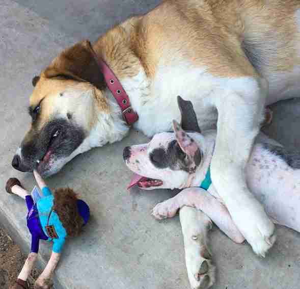 sick hairless pit bull rescued